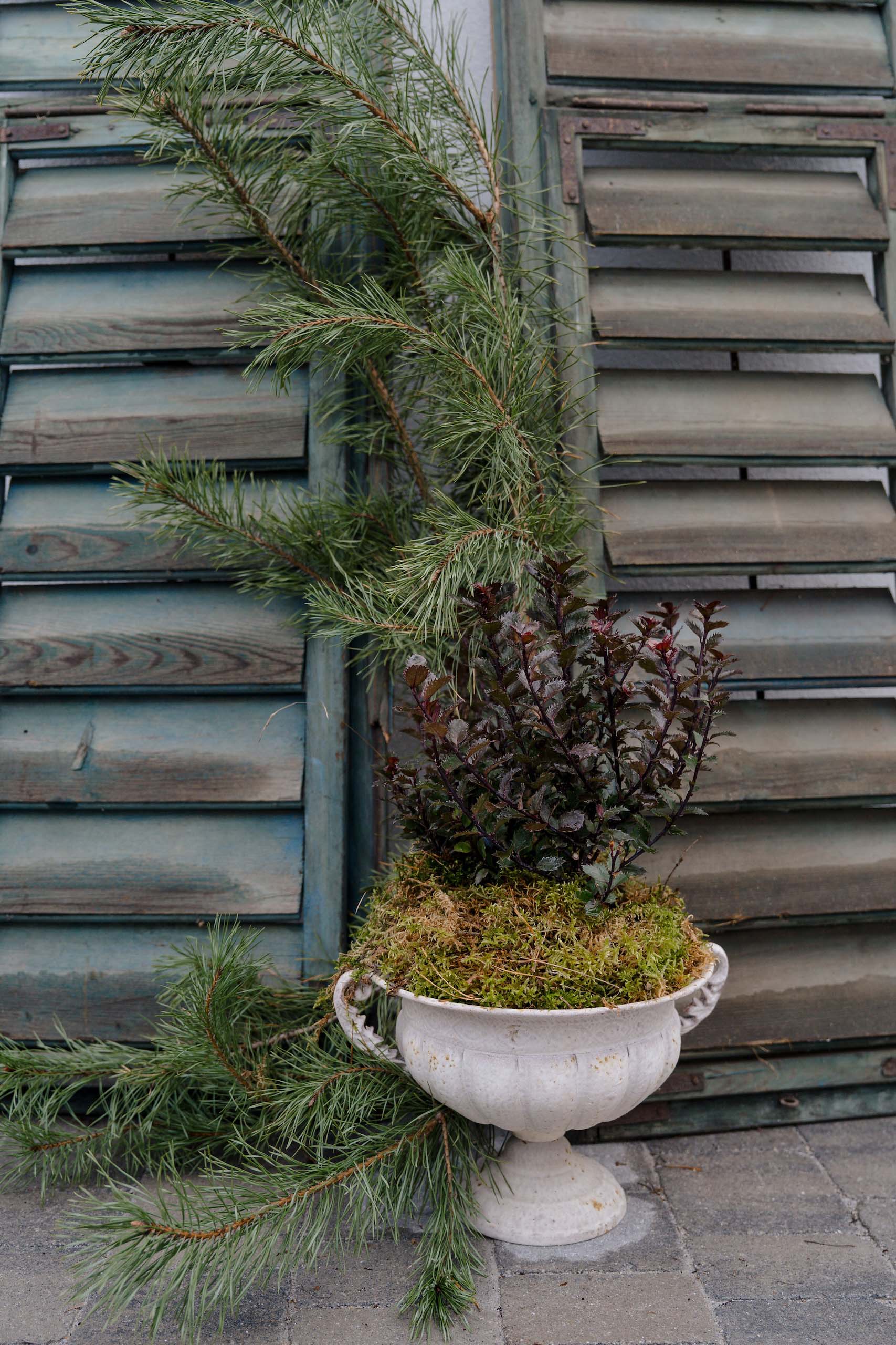 Dekorative Pflanzenschale mit Tannengrün vor rustikalen Fensterläden für eine romantische Hochzeitslocation.